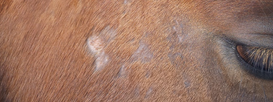 schimmel paard natuurlijk behandelen