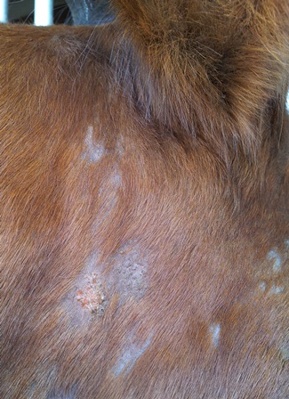 Huidschimmels bij paarden