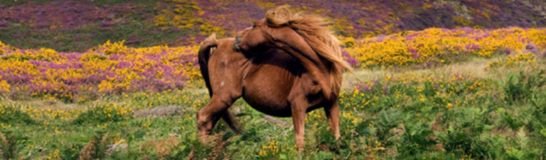 Zomereczeem bij paarden