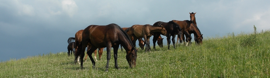 wormen bij paarden header