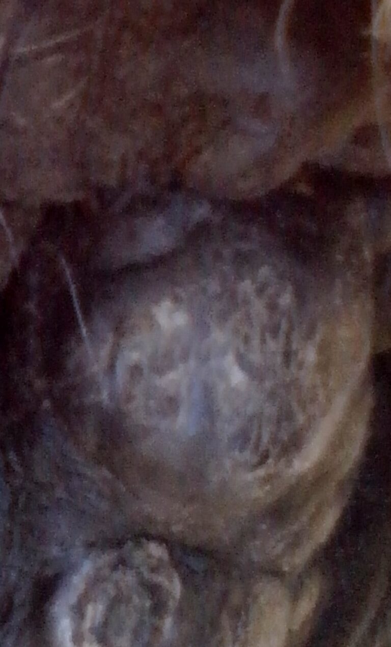 Melanomen bij paarden