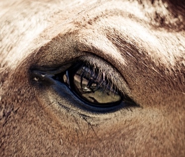 Oogproblemen bij paarden