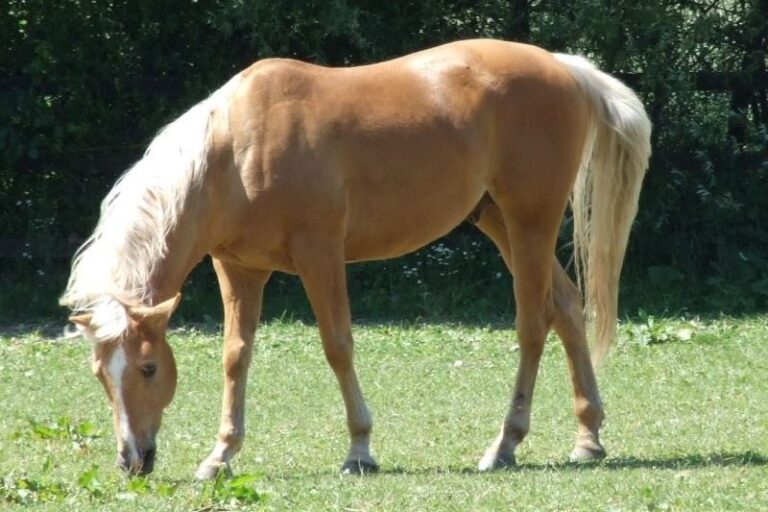 Insulineresistentie en Equine Metabool Syndroom