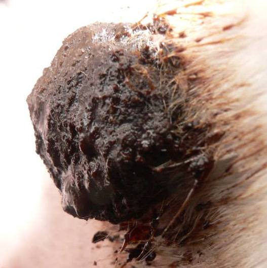 Sarcoïden bij paarden