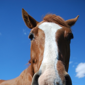 Sedatie bij paarden