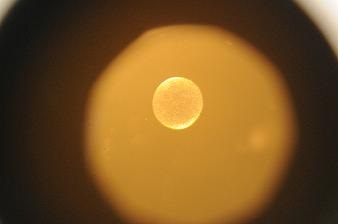 Embryotransplantatie bij paarden