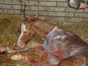 Pasgeboren veulen na normale dracht