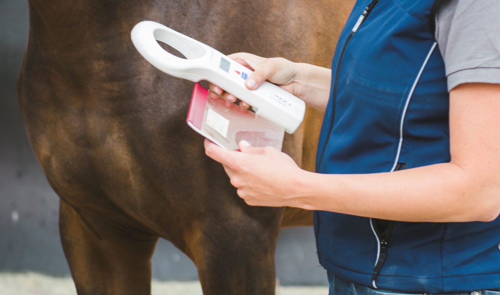 Paardenarts.nl - kennisartikel paardenpaspoort header