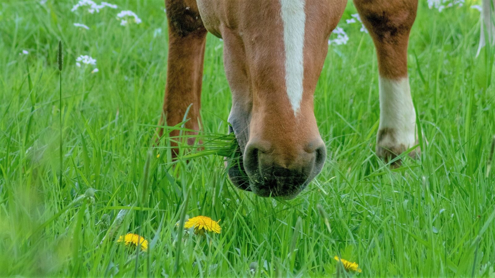 Paardenarts.nl - de gevaren van voorjaarsgras header bijgesneden 20220102