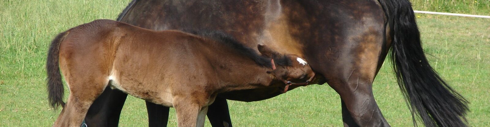 paardenarts.nl-voortplanting-baarmoederonsteking kort na het veulen-header-veulen drinkt bij merrie