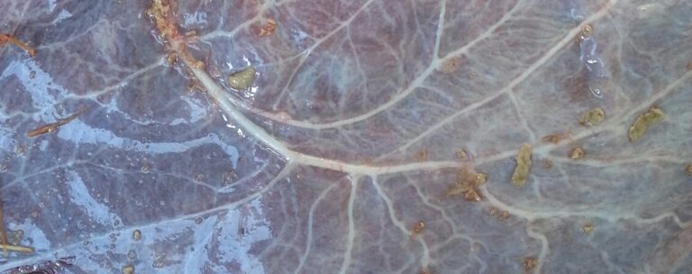 Placenta of nageboorte van het paard