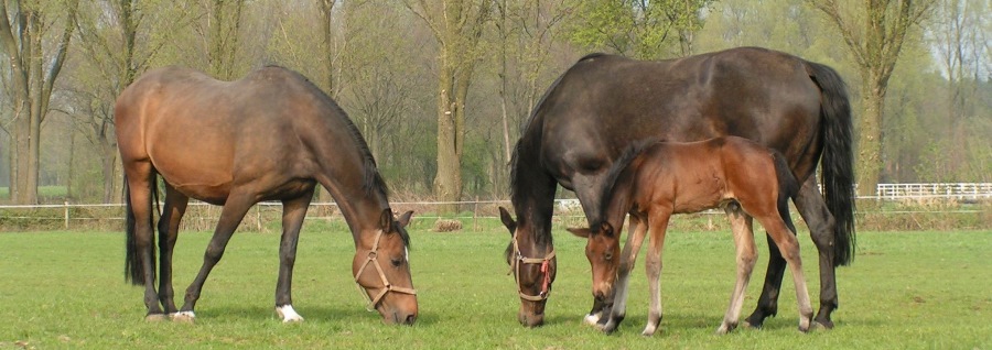 paardenarts.nl-voorplanting-baarmoederontsteking in dekseizoen-header-paarden in de wei met veulen