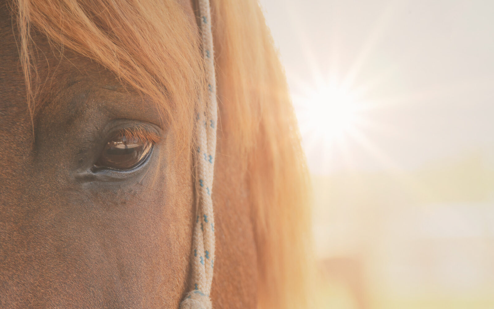 Paardenarts.nl - Zonnebrand bij paarden header