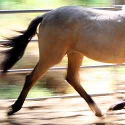Artrose bij paarden