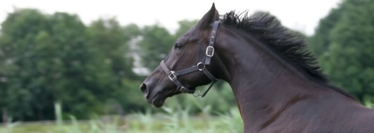 Cornage bij paarden