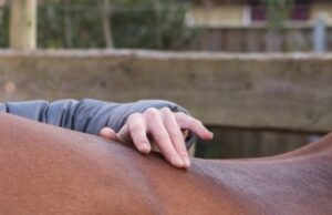 Chiropractie bij paarden