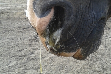 Slokdarmverstopping bij paarden