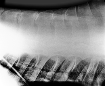 Kissing spines bij paarden