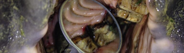 Periodontal disease bij paarden