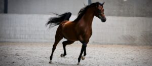 Spat bij paarden, wat is dat nou eigenlijk precies?