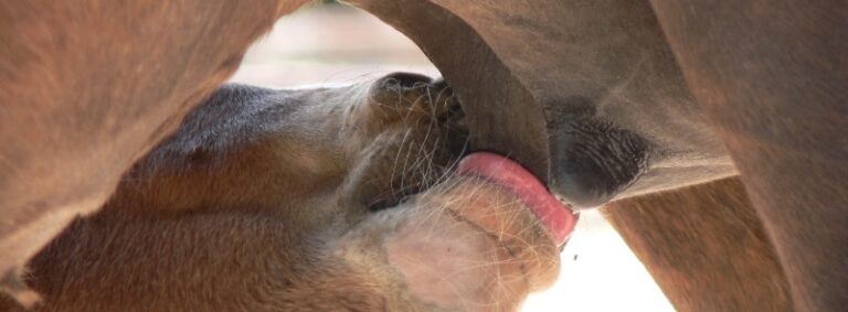 De afweer van veulens | het belang van biest