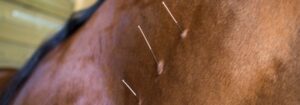 Dry Needling bij paarden