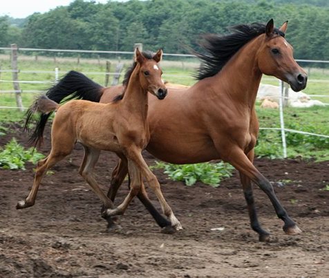 EAV en EVA bij paarden