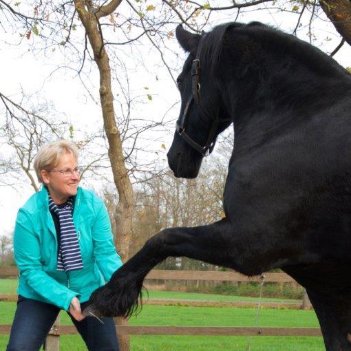 Fysiotherapie bij paarden