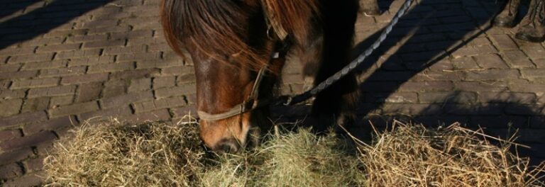 Keuzestress! Welk voer geef ik mijn paard?