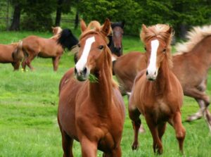 Voeding paard | Voerwijzer voor paarden, voer en vertering