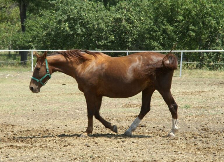 Veulen op komst; hoe bereid ik mijzelf en mijn merrie voor op de naderende geboorte van het veulen?