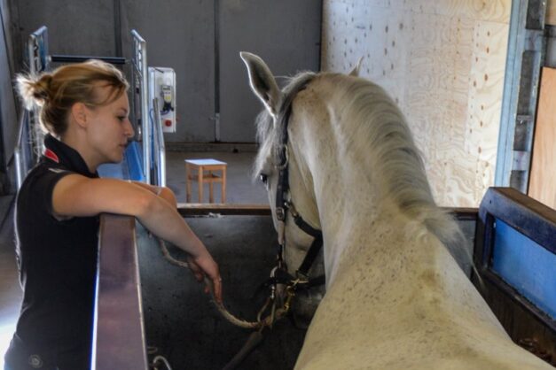 Aquatraining bij paarden - Paardenarts.nl - Morgan Lashley