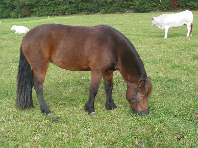 pony met graasmasker - hoefbevangenheid rantsoen