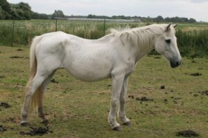 Senior paarden voeren is maatwerk
