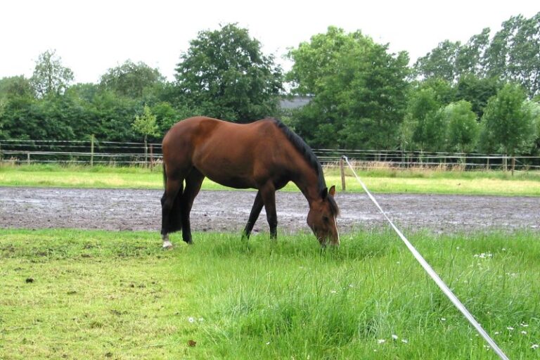 Weidegang voor je paard; lust of last