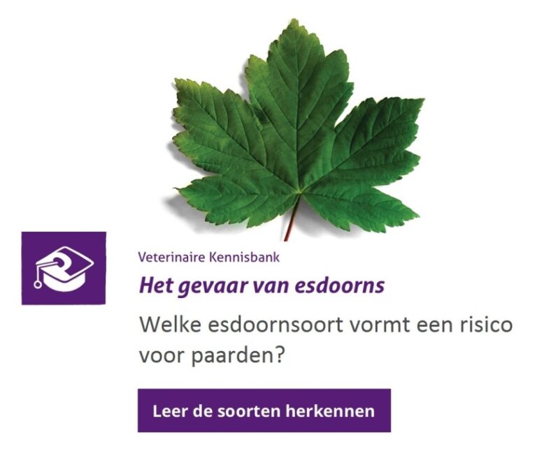 Welke esdoorn is giftig voor paarden en hoe herken je de verschillende esdoornsoorten?