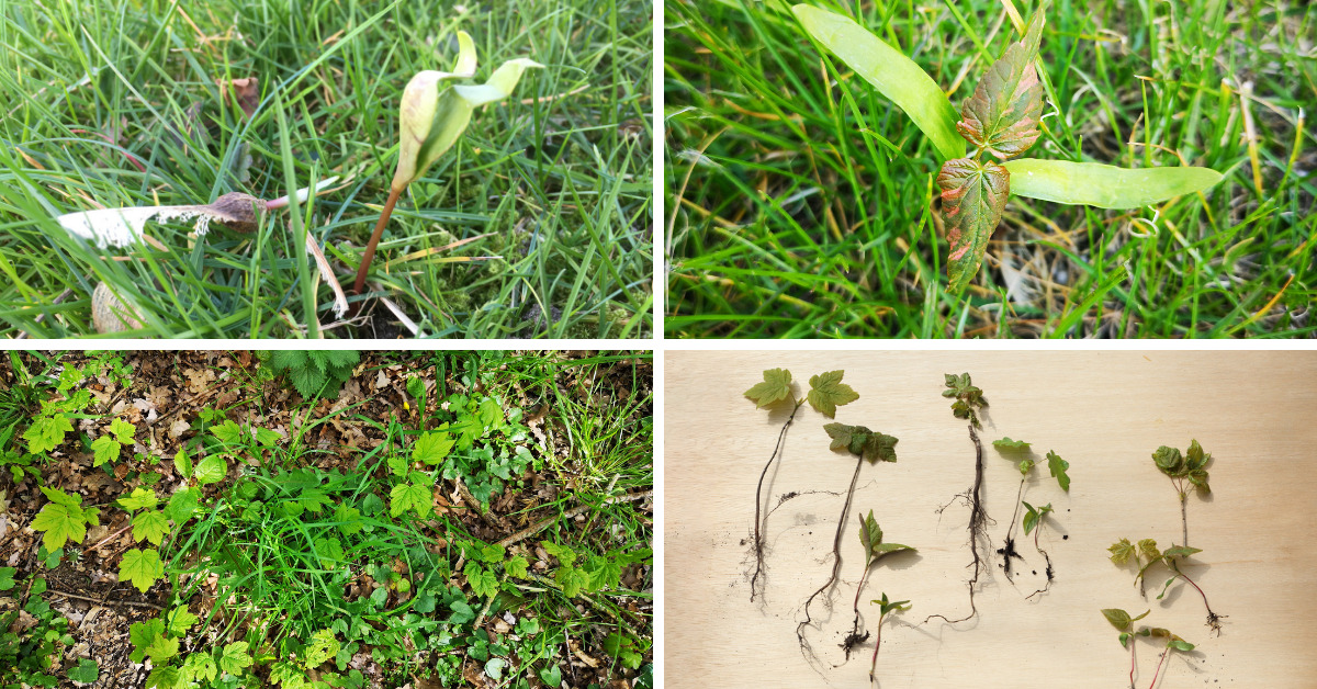 Paardenarts.nl esdoornkiemen herkennen atypische myopathie header