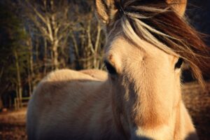 paardenarts-nl-paardenvoeding-vermageringsdieet-voor-paarden-uitgelicht