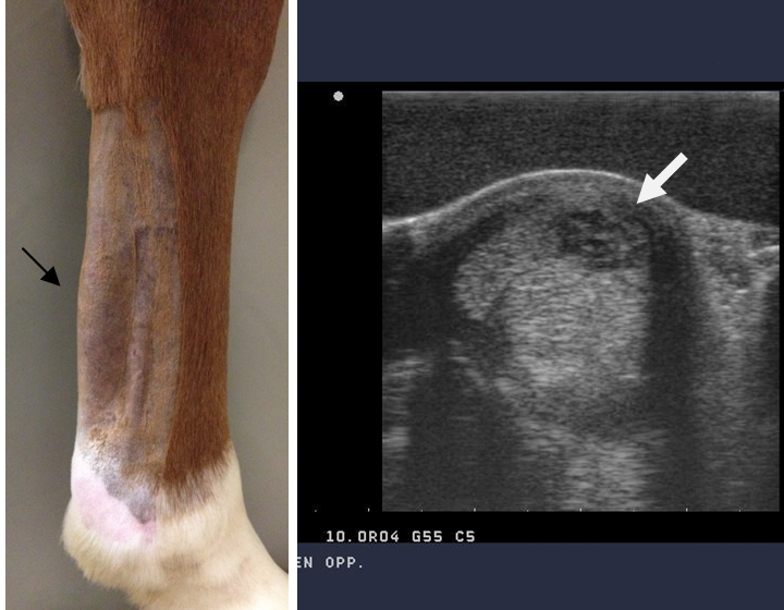 Peesblessures | Peesproblemen bij paarden