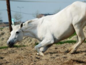 paardenarts-nl-paardenvoeding-terugkerende-koliek-paard-uitgelicht