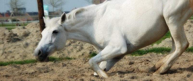 paardenarts-nl-terugkerende-koliek-koliekklachten-paard-header2