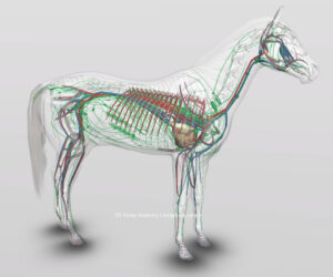 Paardenarts.nl - Lymfevatenstelsel en bloedbaan paard - afb 3D Horse Anatomy - Biosphera.com