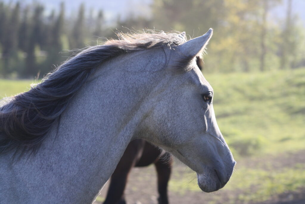 Paardenarts.nl header PPID