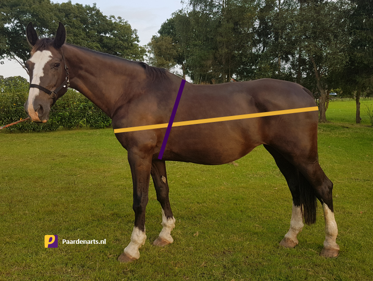 Paardenarts.nl - paard opmeten lengte en borstomtrek
