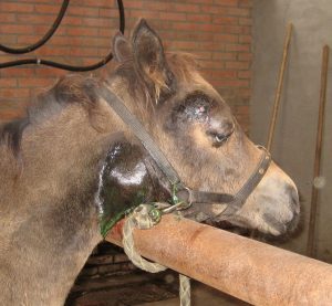 Paardenarts.nl-Droes-Preventie-IRIS-VAN-GULIK-veulen-met-droesabces-achter-de-kaak