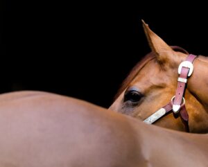 Paardenarts.nl - Droes-preventie - vaccinatie protocol en tips