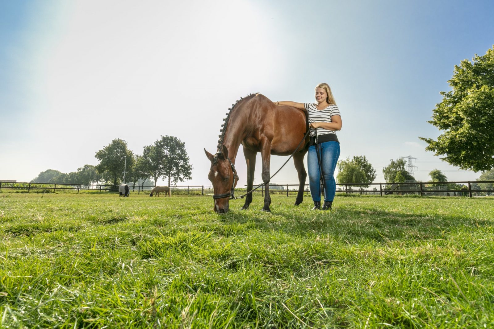 Paardenarts.nl - paardengras vs koeiengras - sterke groene weide header2