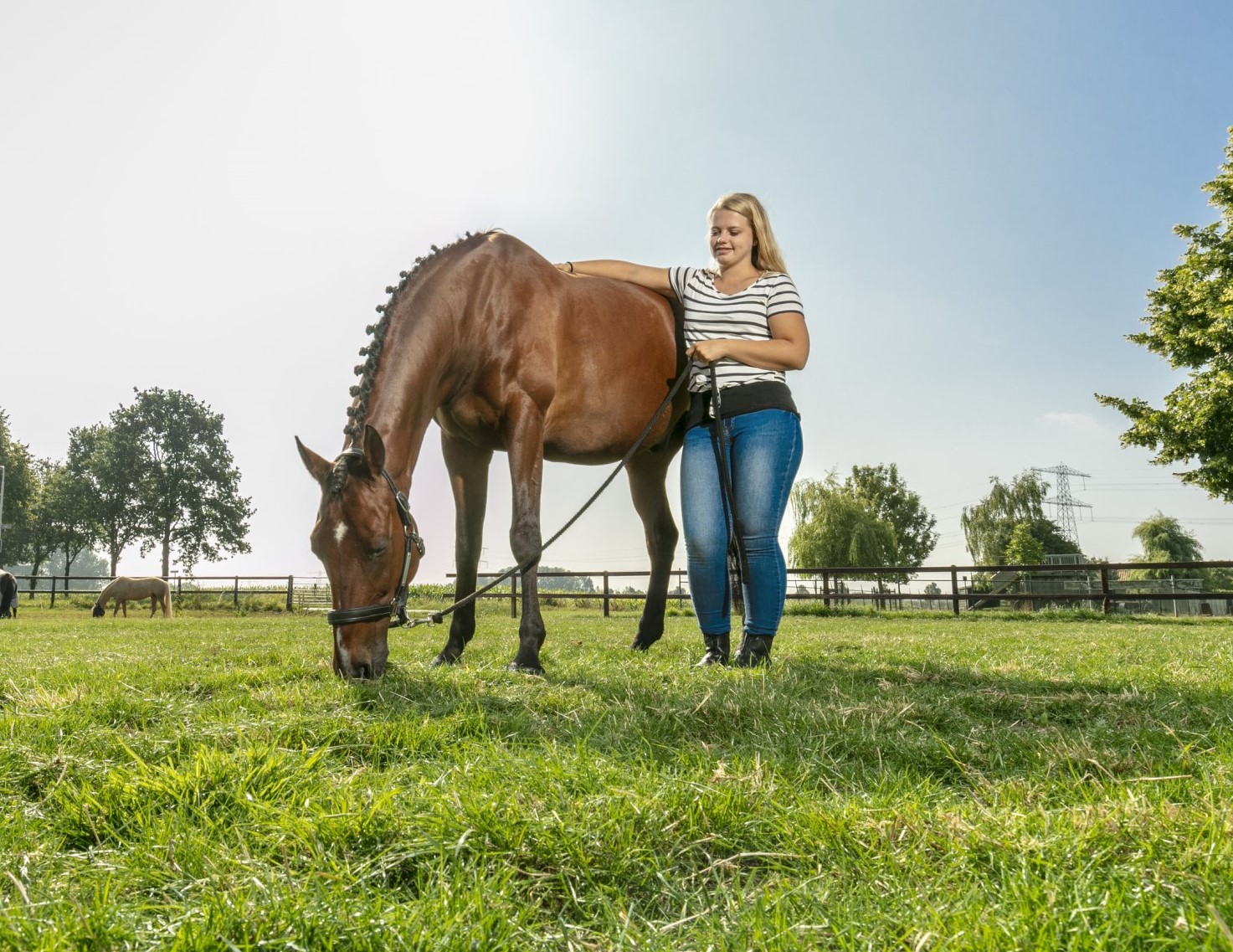 Gewicht Paard Bereken Het Gewicht Van Je Paard Met Een Formule