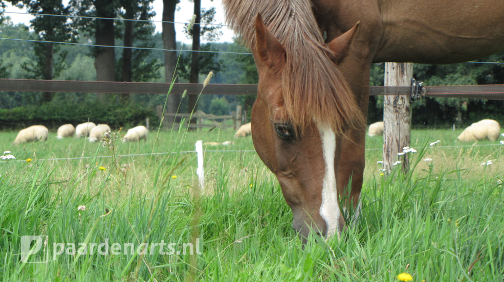 Paardenarts.nl - Voeradvies senior paard - header2