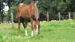 Paardenarts.nl - Voeradvies senior paard - voerkeuze per paard2